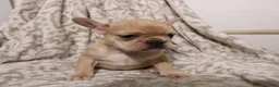 French Bulldog dogs for sale: Luna - Ad 9