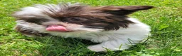 Shihpoo dogs for sale: Roxie - Ad 6