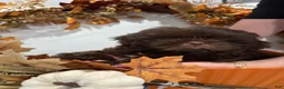 Shih Tzu dogs for sale: Marshmallow - Ad 4