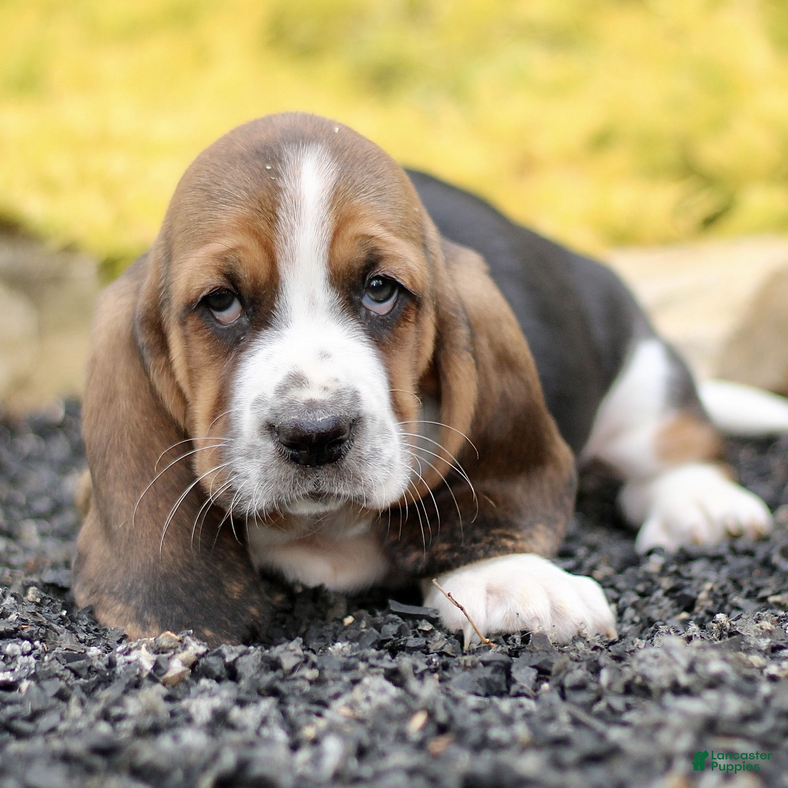 Basset Hound dogs for sale: Liza  - Ad 1