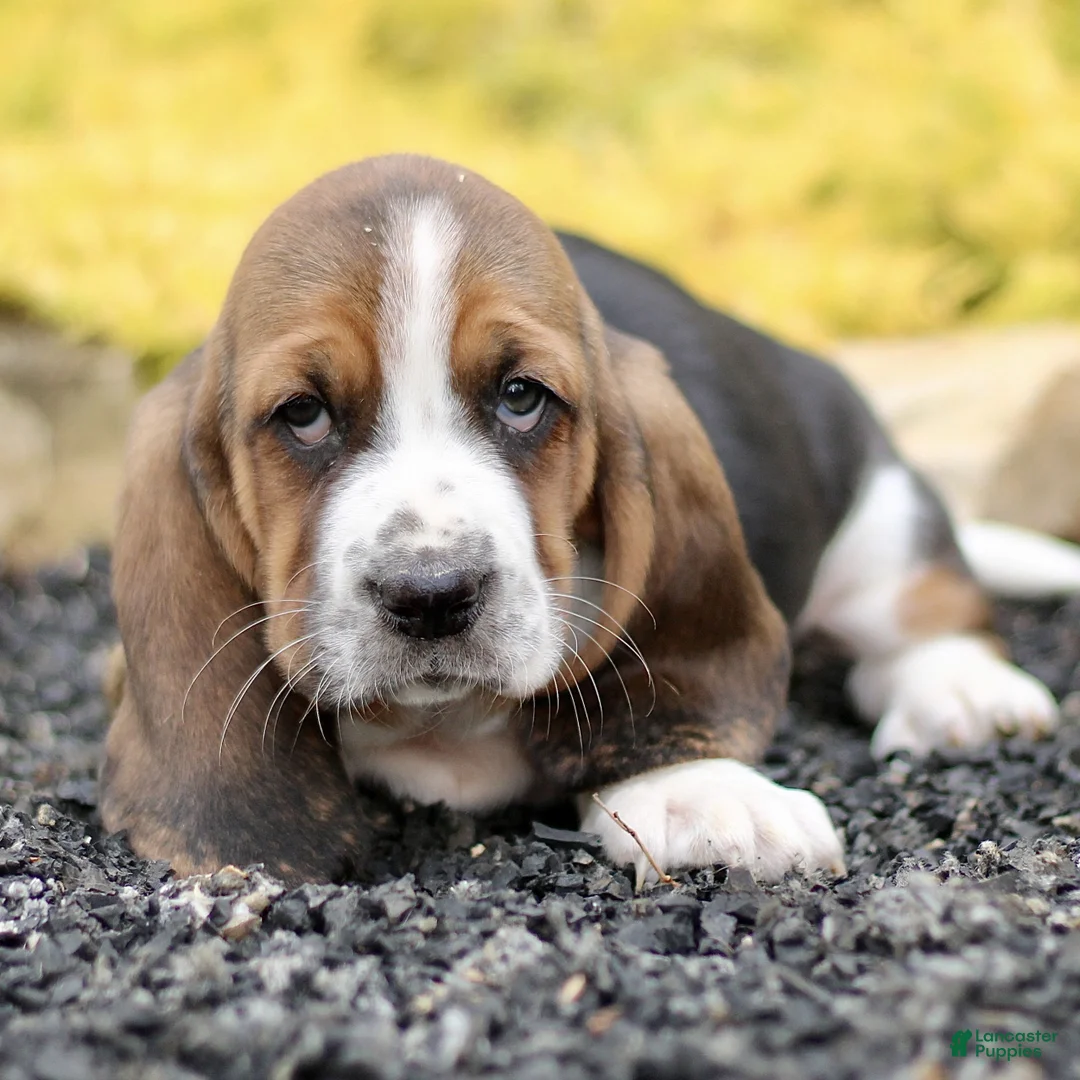 Basset Hound dogs for sale: Liza  - Ad 1