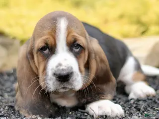 Basset Hound dogs for sale: Liza - Ad 1