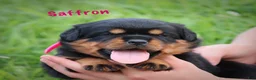 Rottweiler dogs for sale: Saffron w a Long Tail  - Ad 6
