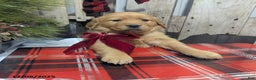 Golden Retriever dogs for sale: Present - Ad 5