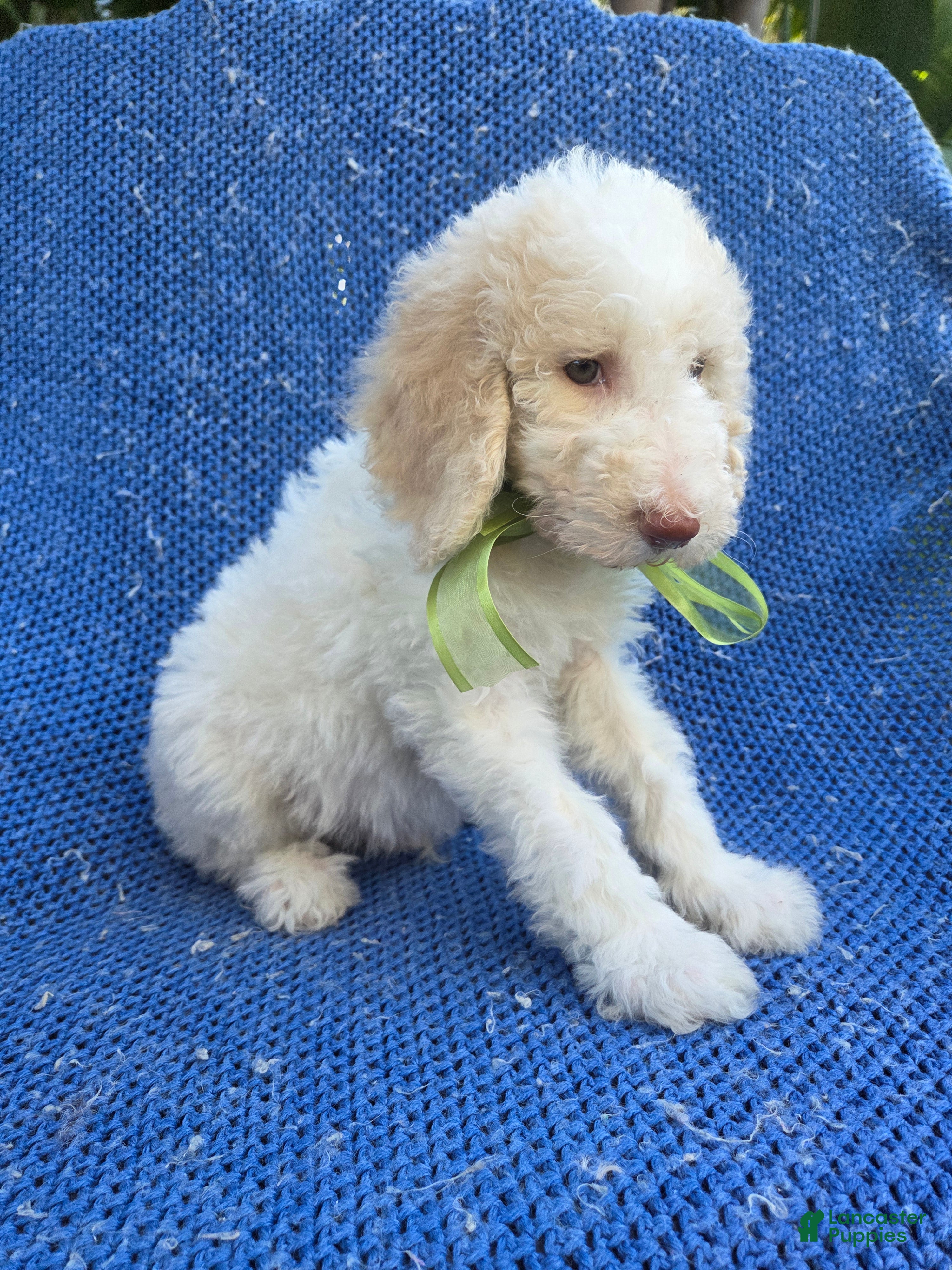 Goldendoodle dogs Jace  - Ad 38