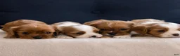 Cavalier King Charles Spaniel dogs for sale: Chuck - Ad 6