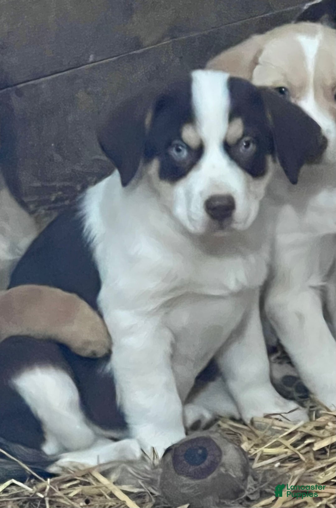 Mixed Breed dogs for sale: Mixed Breed Puppy 1 - Ad 2