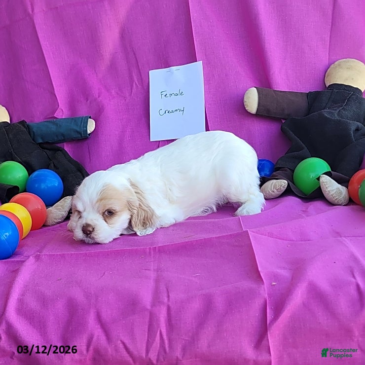 English Cocker Spaniel dogs Creamy - Ad 1