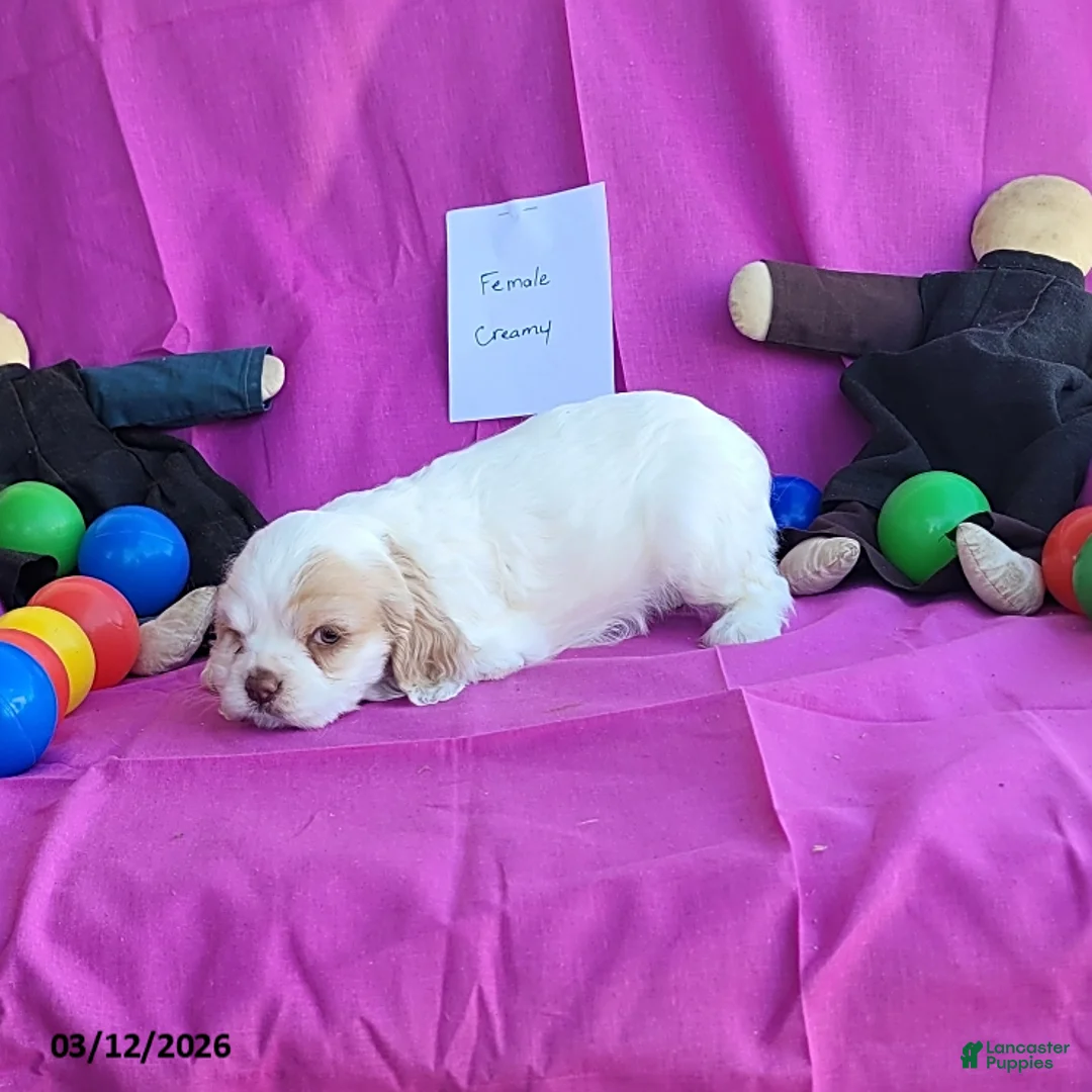 Cocker Spaniel dogs for sale: Creamy - Ad 1
