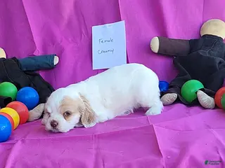 Cocker Spaniel dogs for sale: Creamy - Ad 2