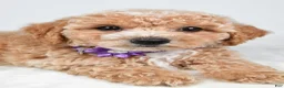Bichpoo dogs for sale: Sasha - Ad 4
