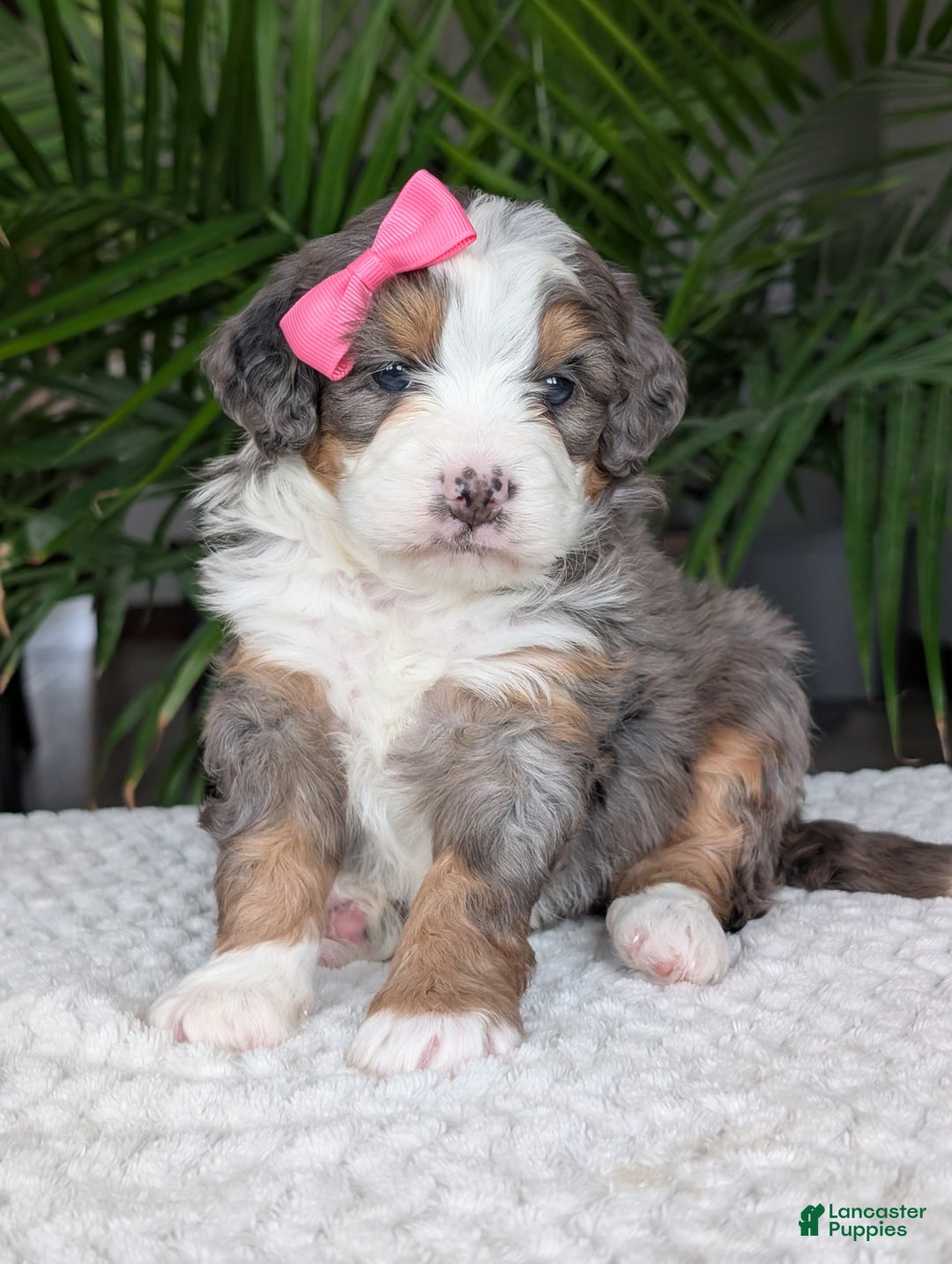 Mini Bernedoodle dogs for sale: Mini Emmie  - Ad 8