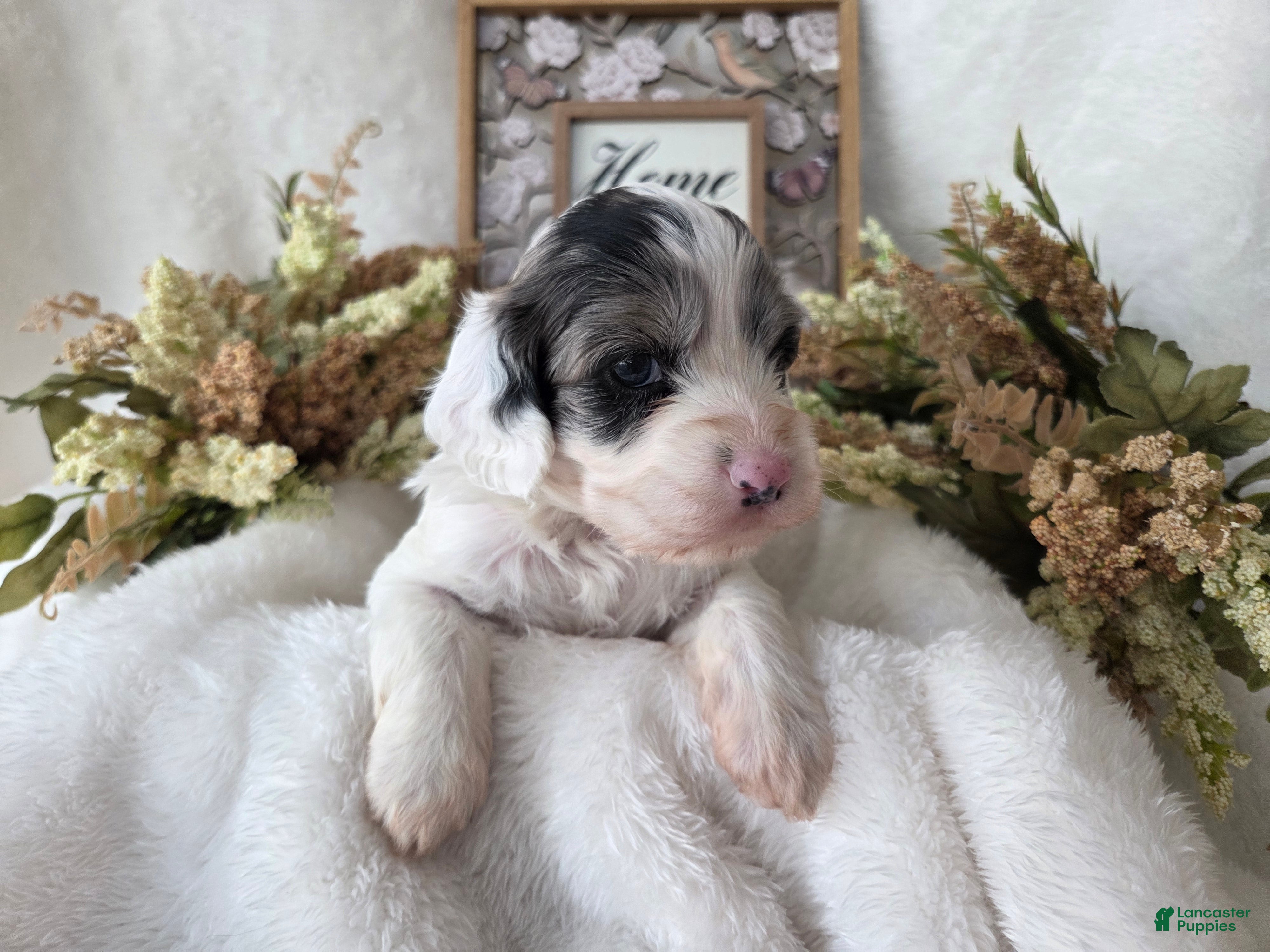 Cockapoo dogs Cockapoo Puppy 3 - Ad 4