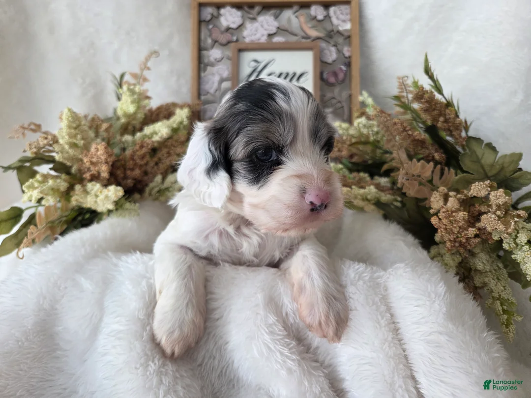 Cockapoo dogs for sale: Cockapoo Puppy 3 - Ad 1