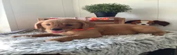 Golden Retriever dogs for sale: Golden Retriever 3 Sherry  - Ad 6