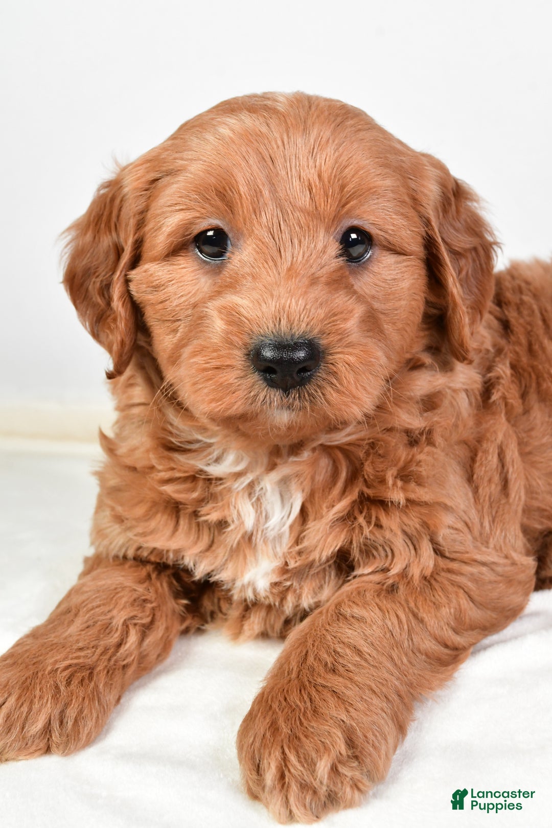 Mini Goldendoodle dogs for sale: Scott - Ad 19
