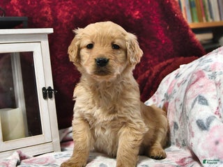 Goldendoodle dogs Holly - Ad 31