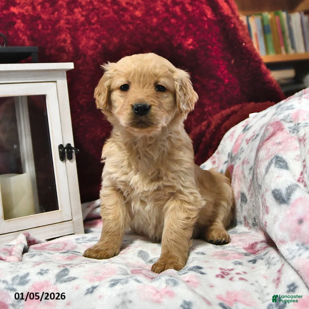 Goldendoodle dogs for sale: Holly - Ad 6