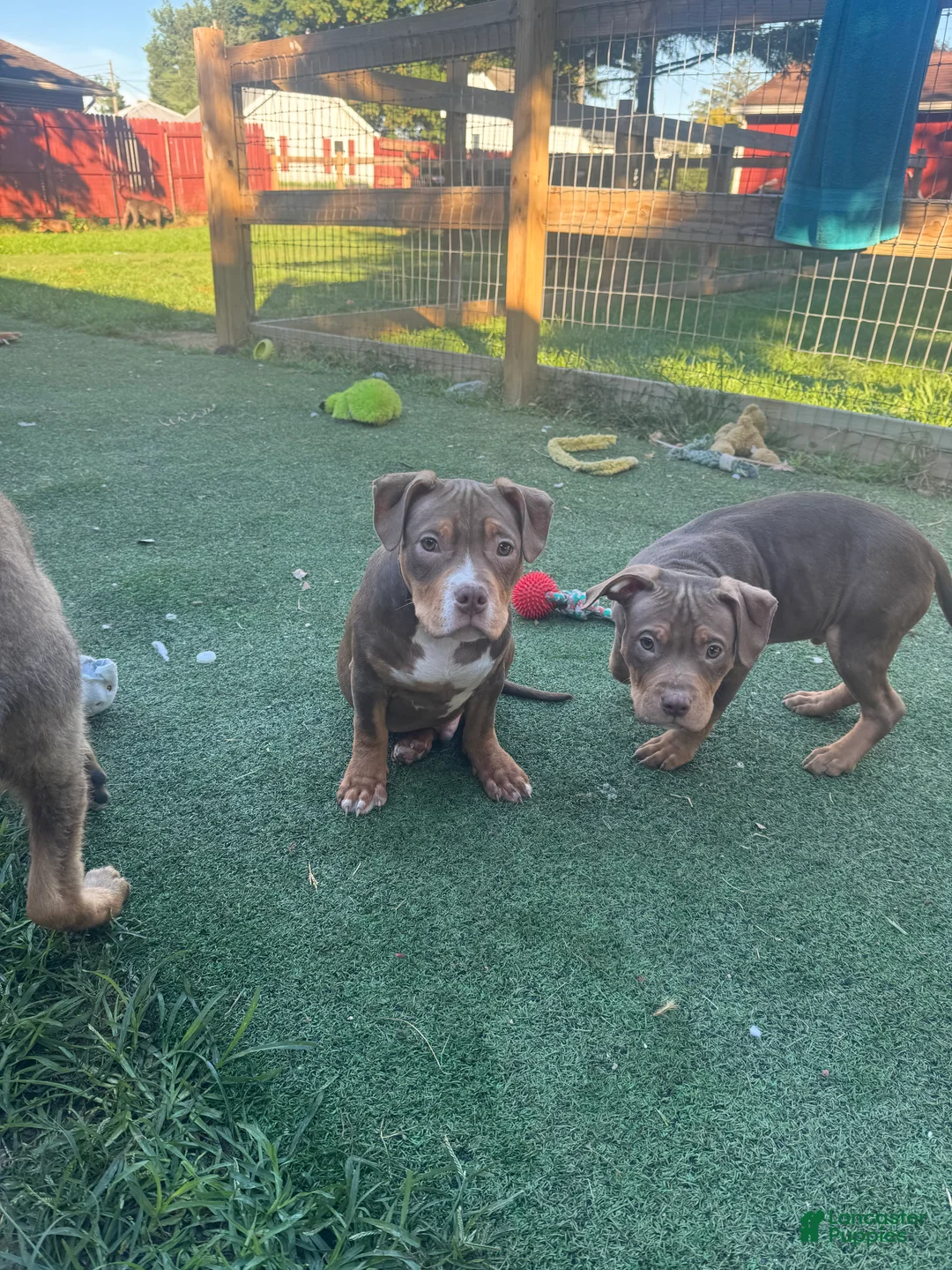 American Bully dogs for sale: Pork - Ad 10