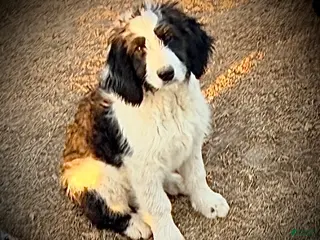 Aussiedoodle dogs Aussiedoodle Puppy 2 - Ad 16