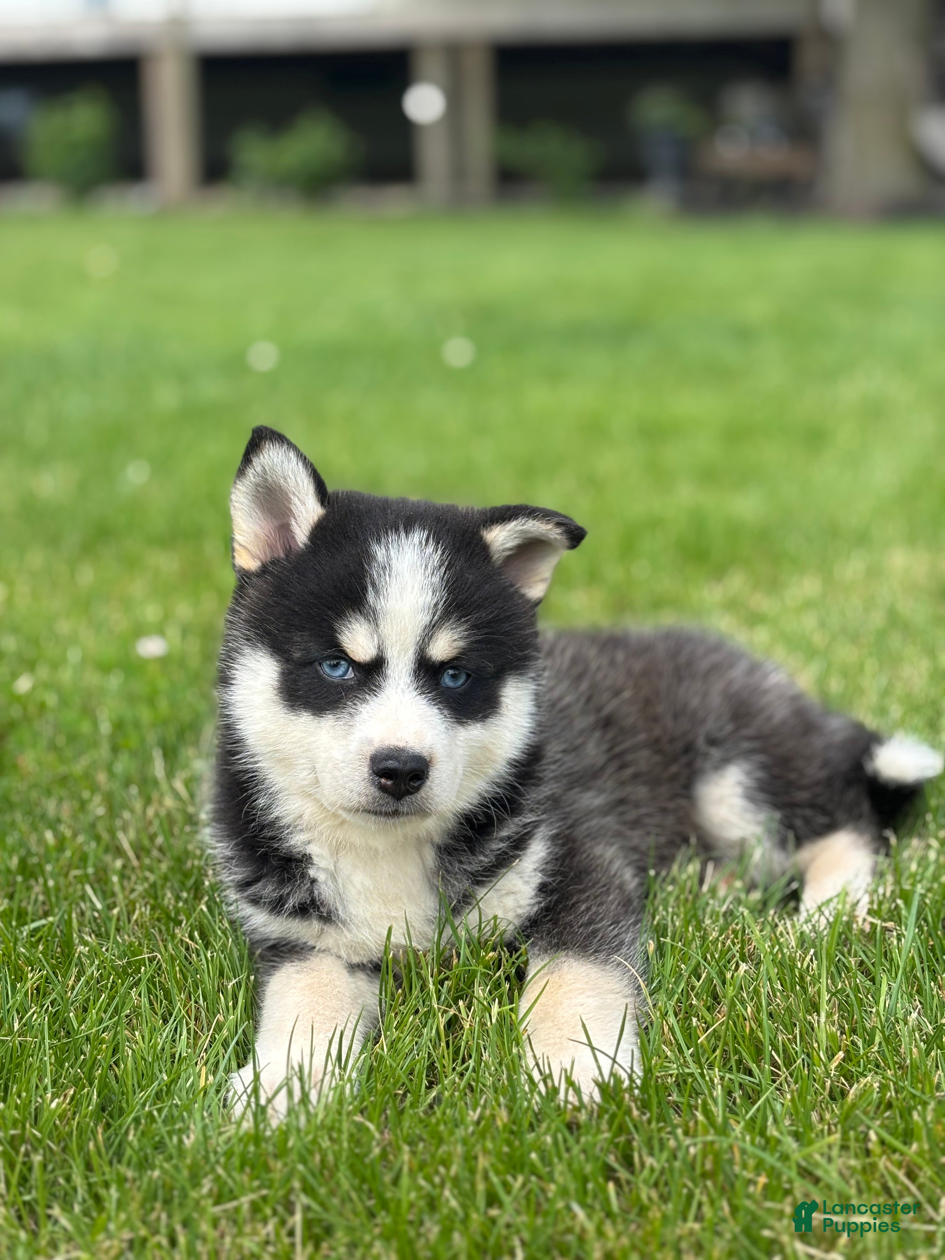 Pomsky dogs Stetson - Ad 2