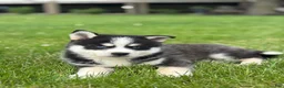 Pomsky dogs for sale: Stetson - Ad 2