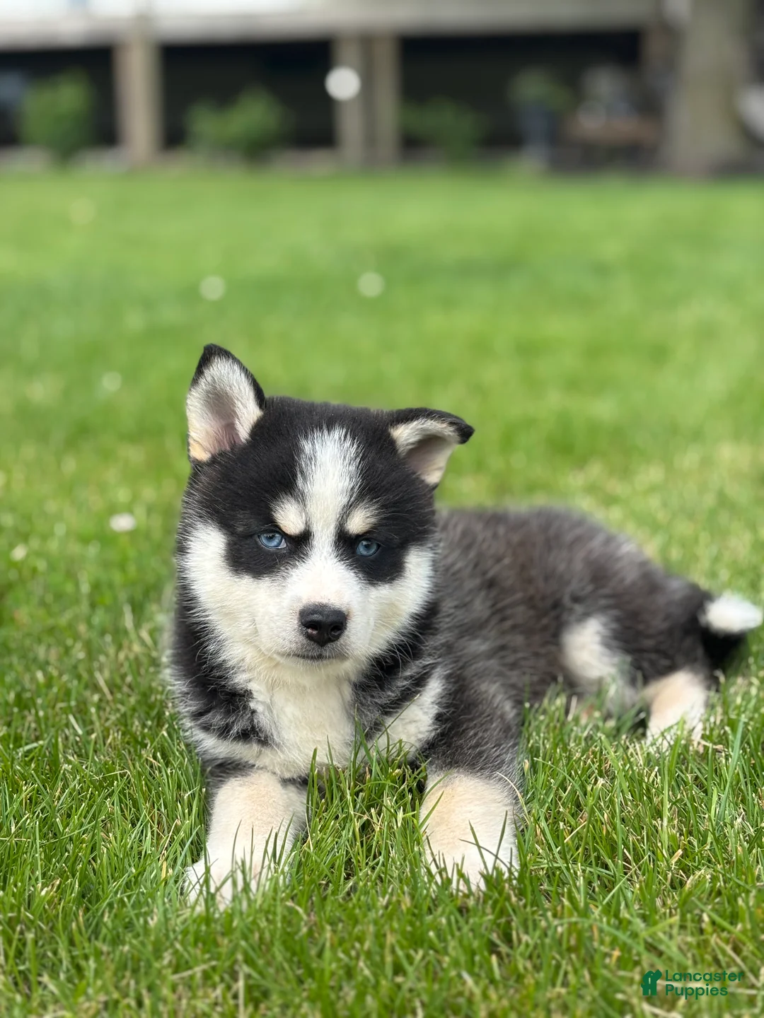 Pomsky dogs for sale: Stetson - Ad 2