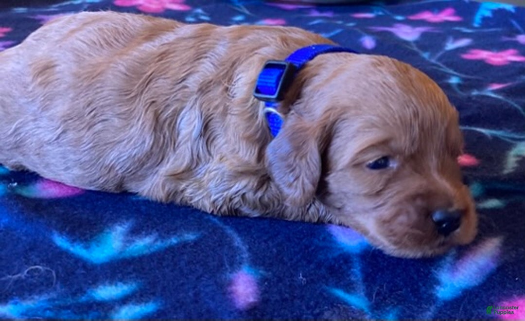 Labradoodle dogs for sale: Maverick - Ad 3