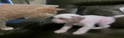 Chinese Crested dogs for sale: Zippy - Ad 13