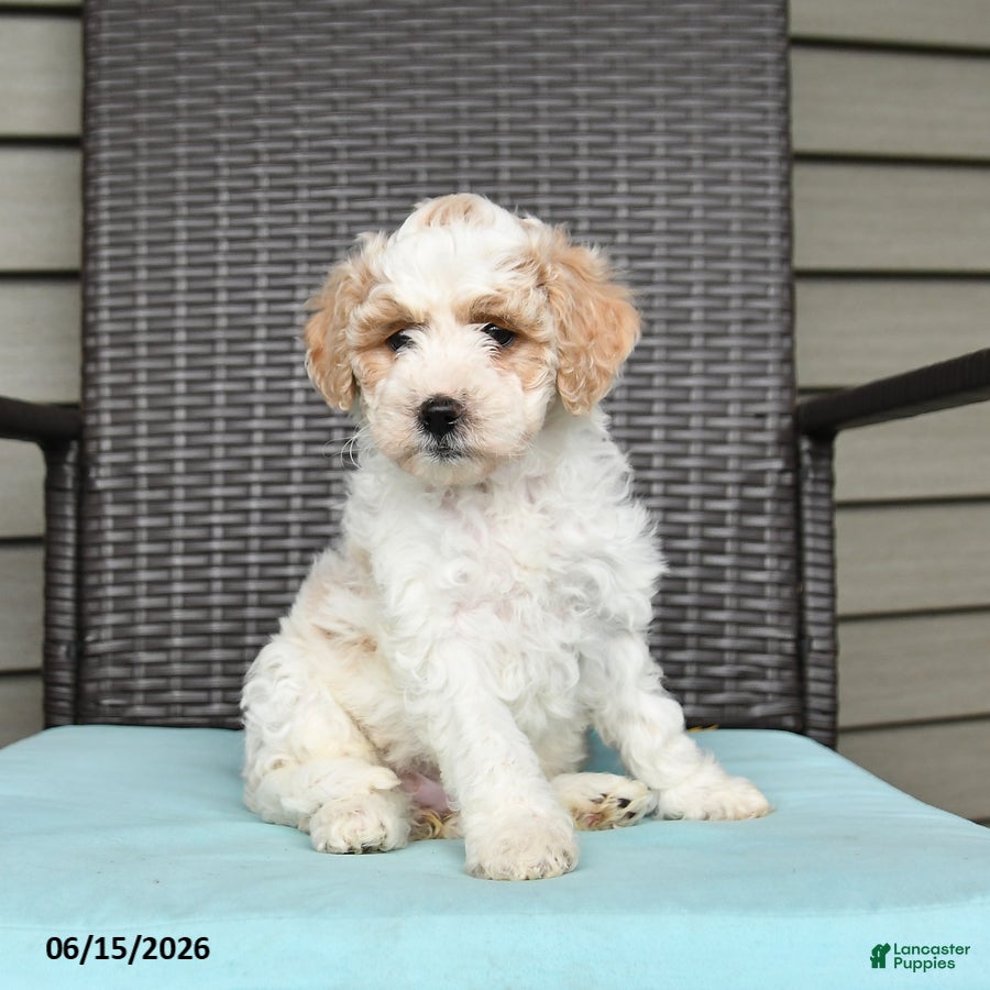 Cavapoo dogs Stacie - Ad 1