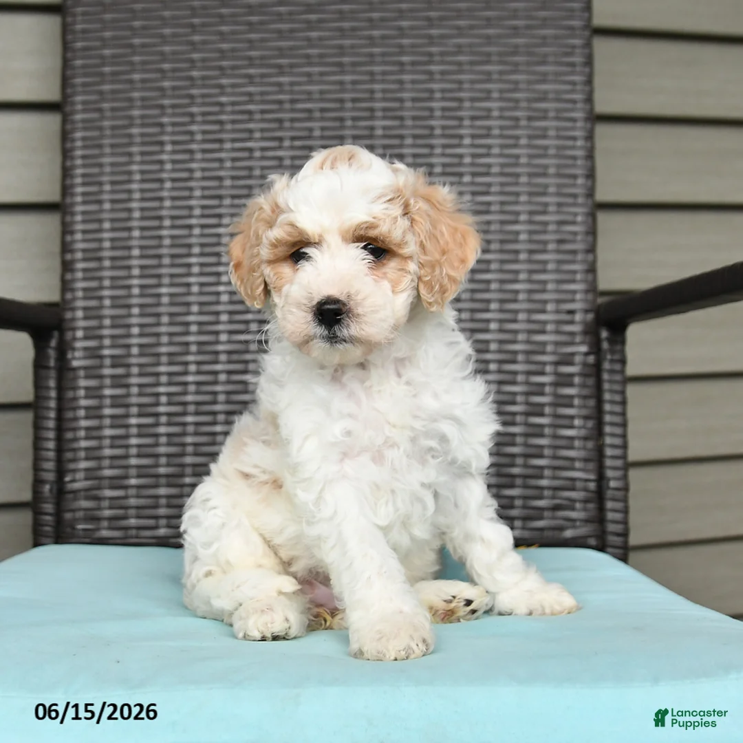 Cavapoo dogs for sale: Stacie - Ad 1