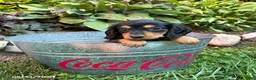 Dachshund dogs for sale: Remington - Ad 3