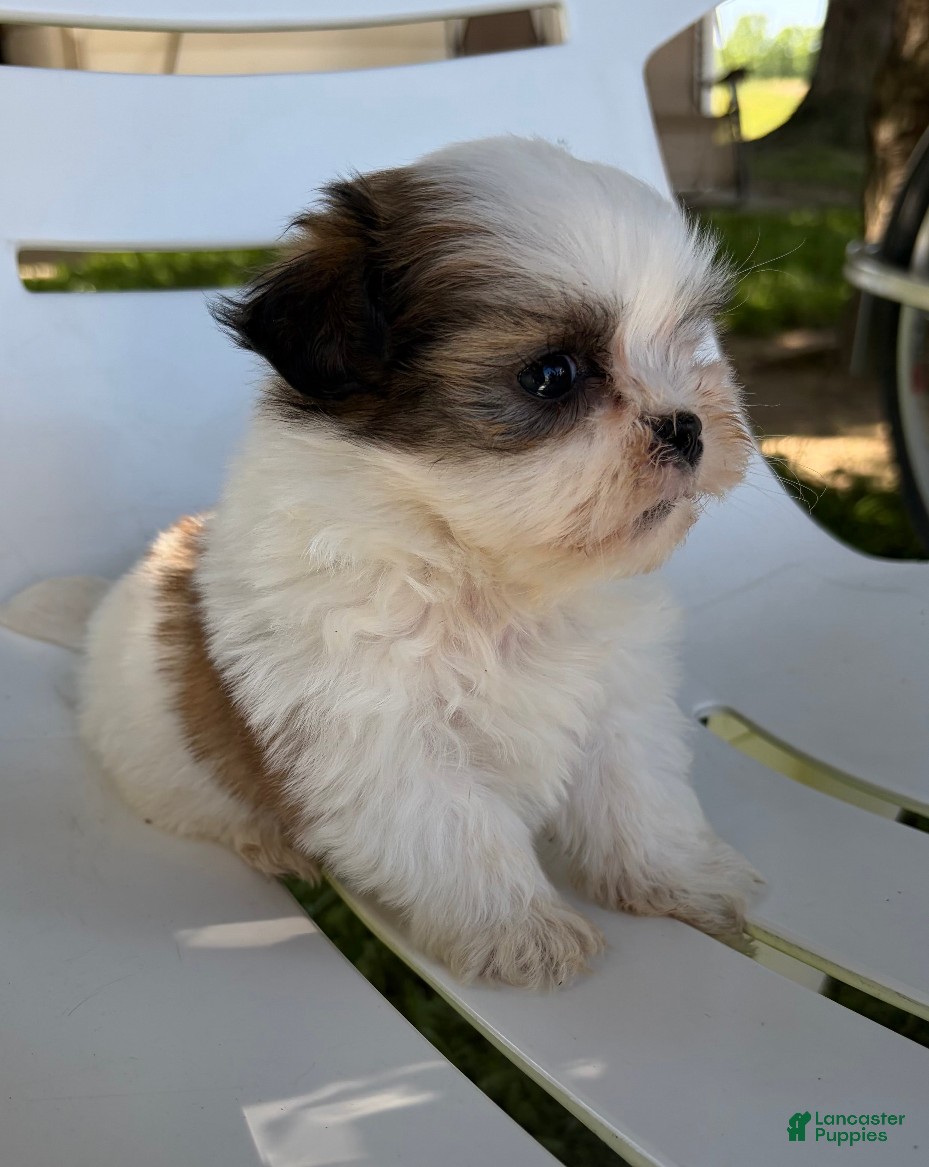 Mixed Breed dogs Theo - Ad 2