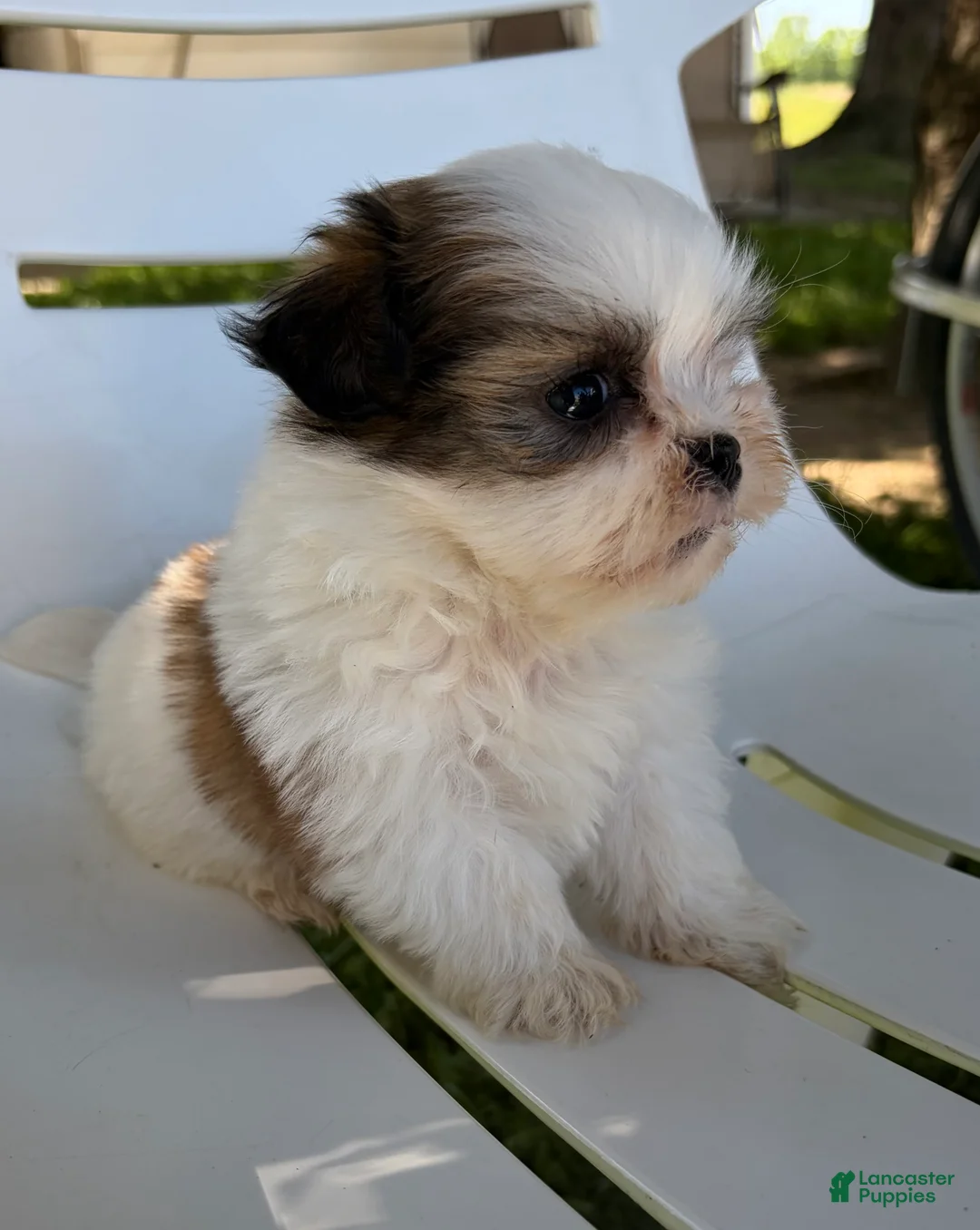 Mixed Breed dogs for sale: Theo - Ad 2