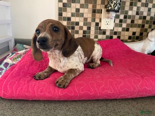 Miniature Dachshund dogs River - Ad 8