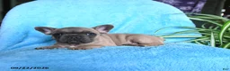 French Bulldog dogs for sale: Foster - Ad 8