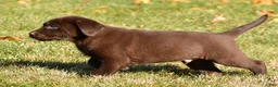 Labrador Retriever dogs for sale: Jackson - Ad 7