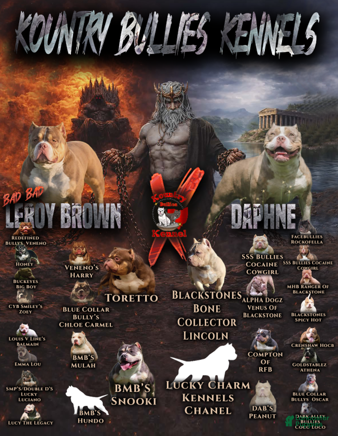 American Bully dogs for sale: Joker - Ad 3