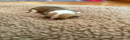 Mixed Breed dogs for sale: Holly  - Ad 2
