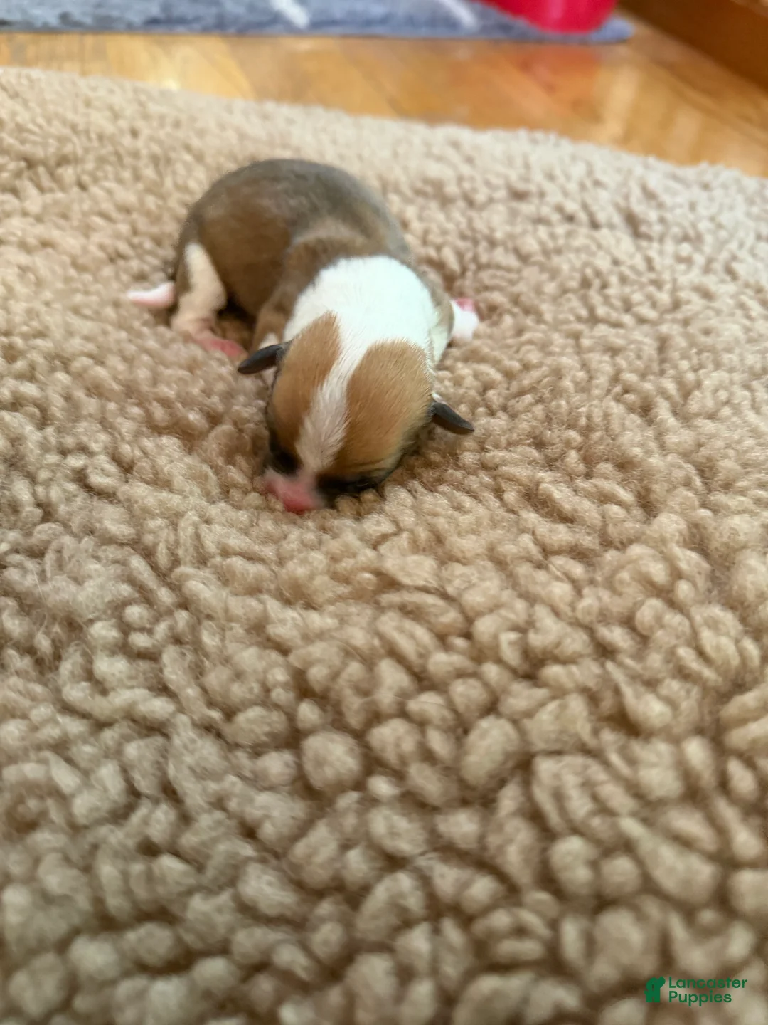 Mixed Breed dogs for sale: Holly  - Ad 2