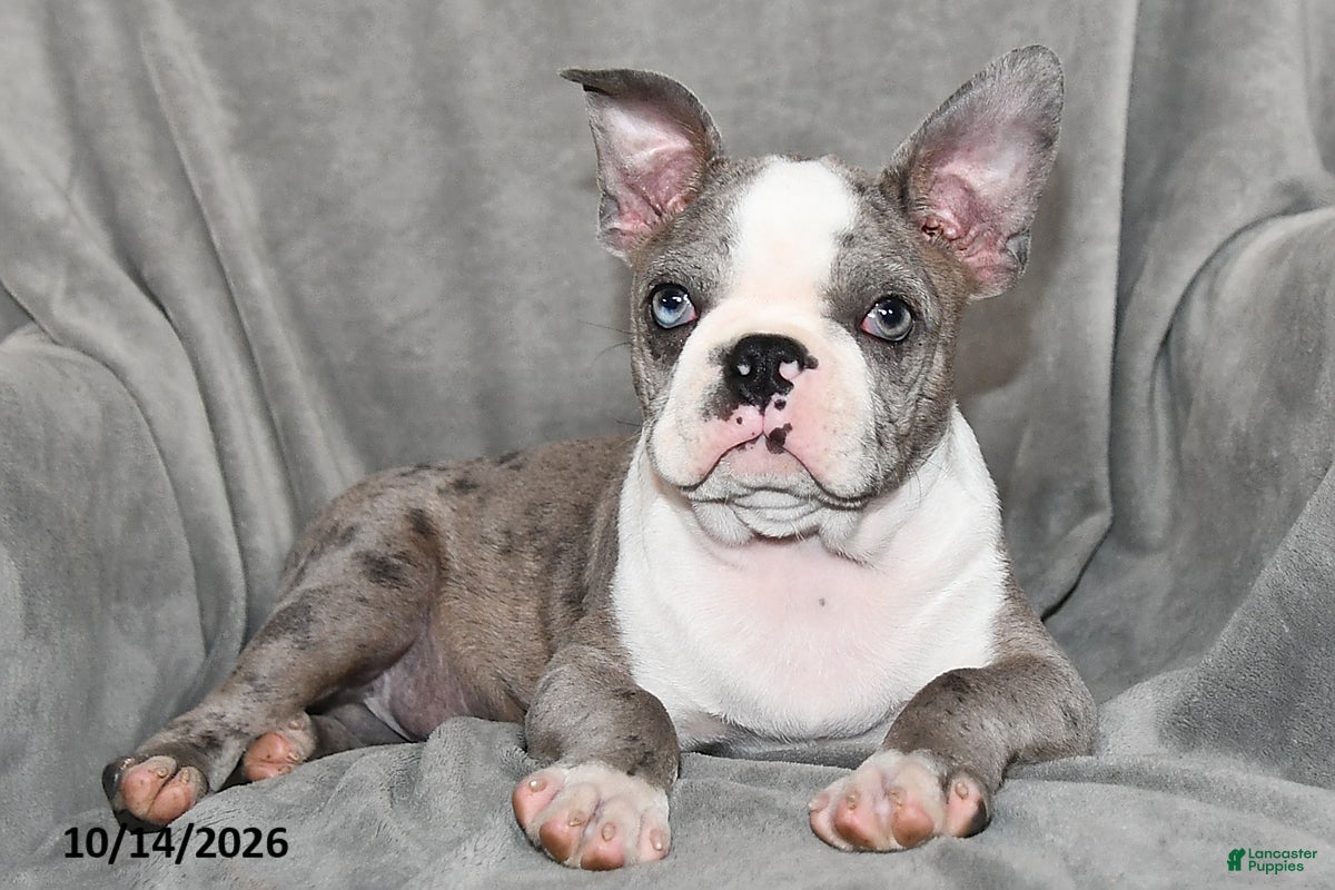 Boston Terrier dogs Baxter - Ad 2