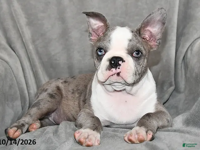 Boston Terrier dogs for sale: Baxter - Ad 2