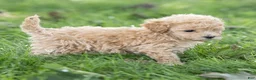 Maltipoo dogs for sale: Winston Maltipoo  - Ad 8