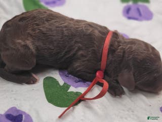 Labradoodle dogs Gemma - Ad 37