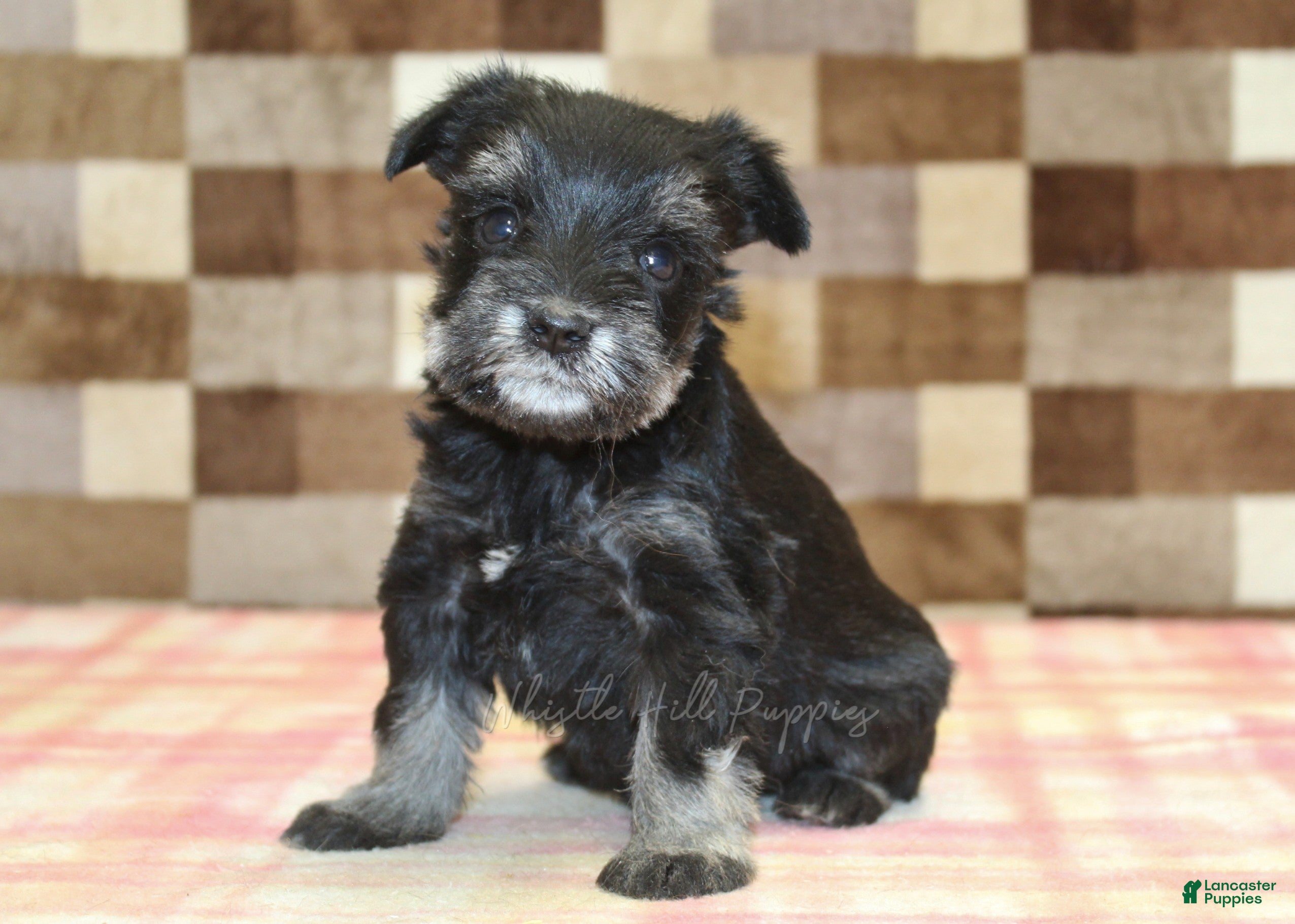 Miniature Schnauzer dogs Peanut - Ad 1