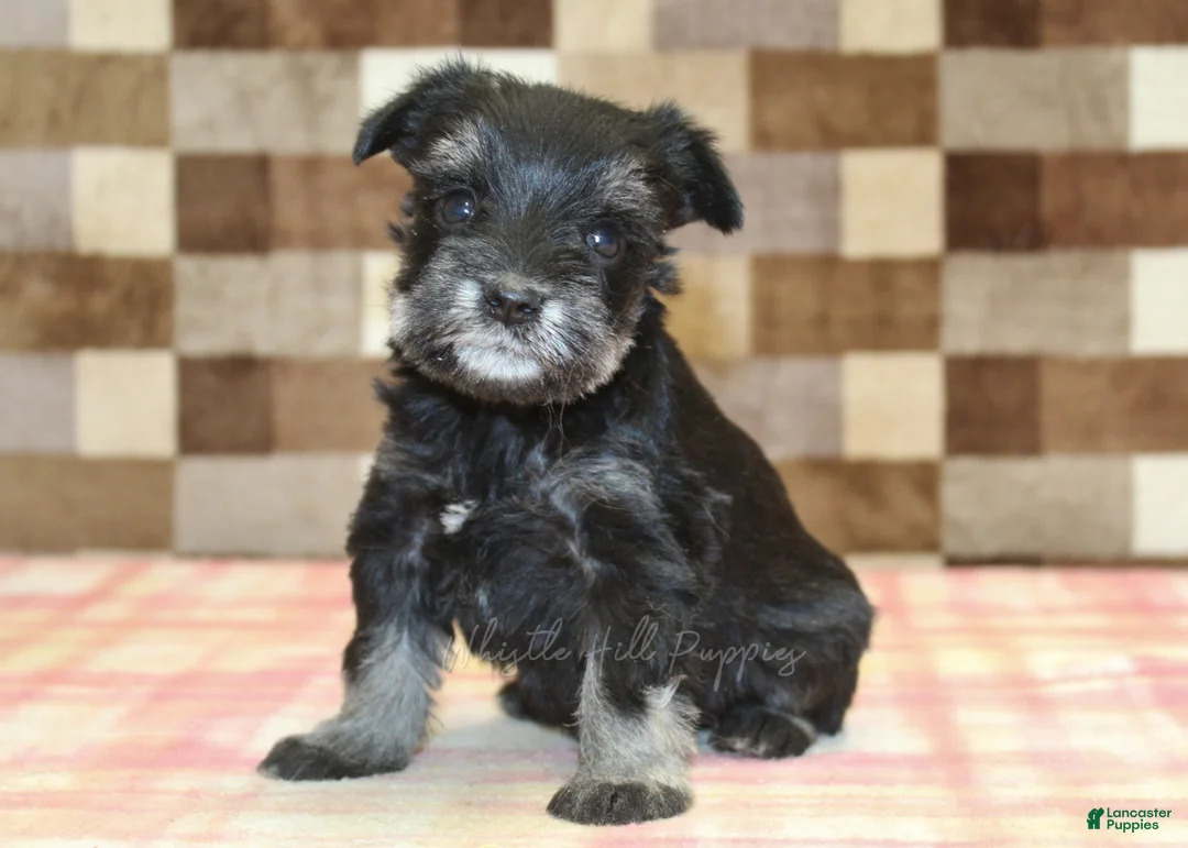 Miniature Schnauzer dogs for sale: Peanut - Ad 1