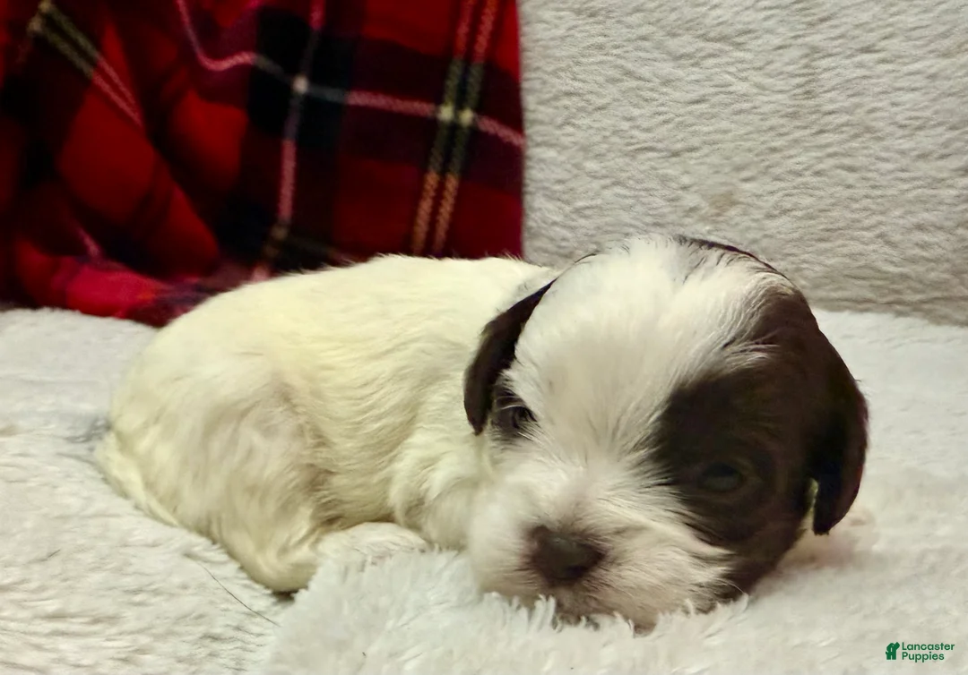 Shihpoo dogs for sale: Oliver  - Ad 12
