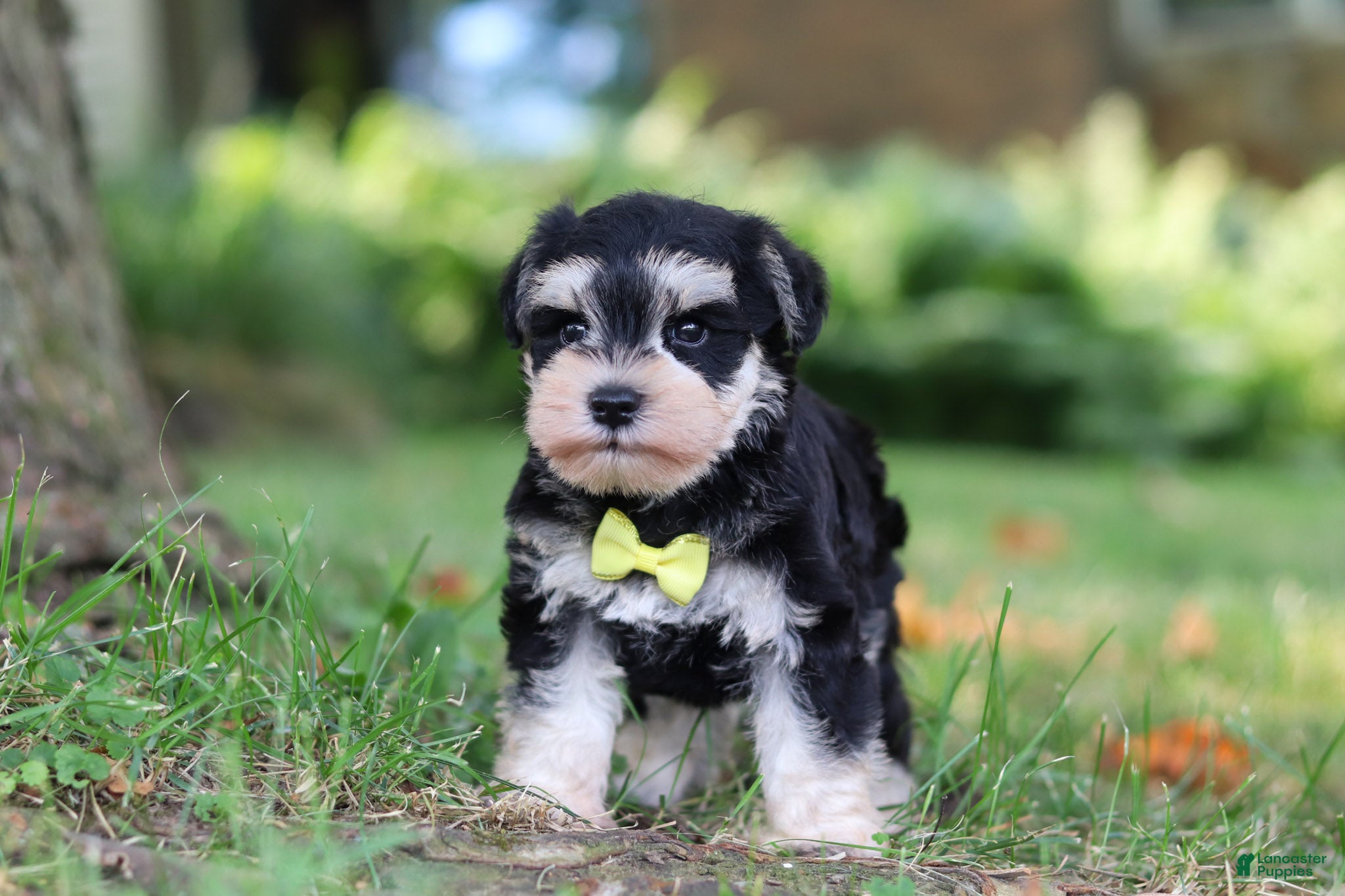 Miniature Schnauzer dogs Brodie - Ad 1