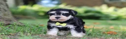 Miniature Schnauzer dogs for sale: Brodie - Ad 1