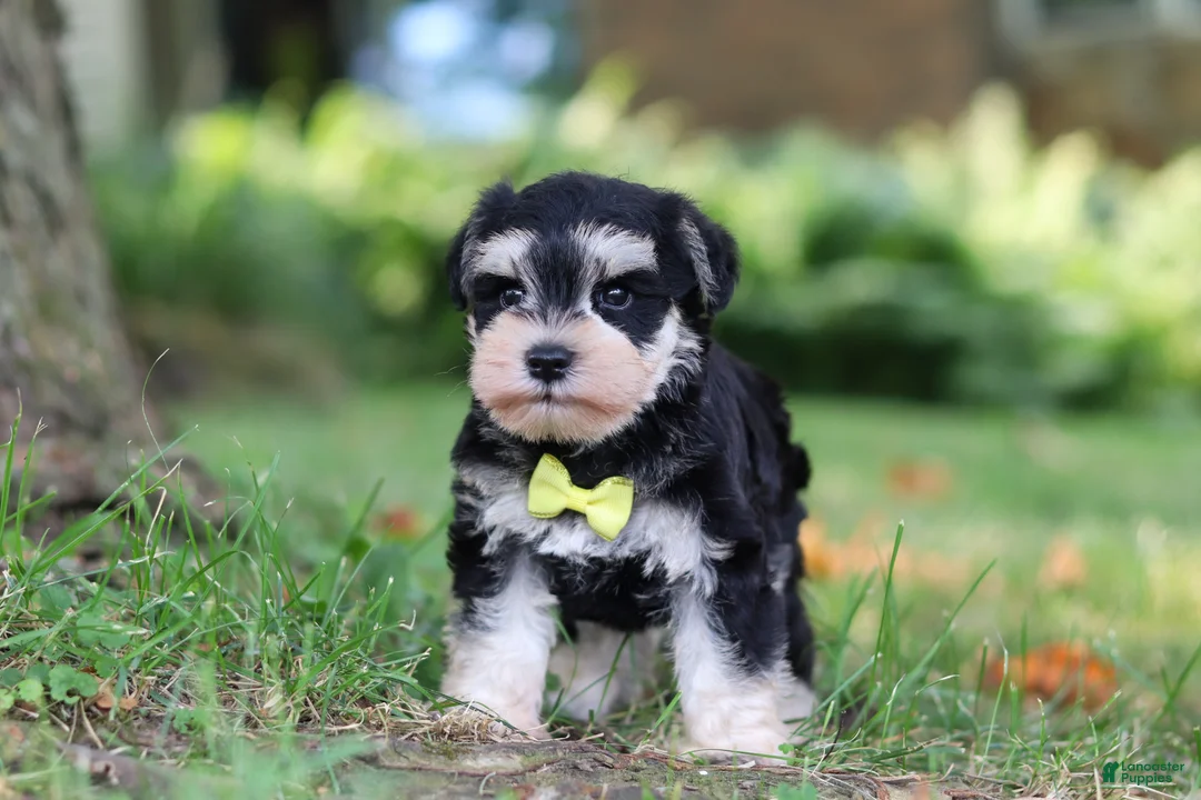 Miniature Schnauzer dogs for sale: Brodie - Ad 1